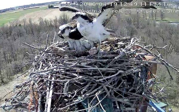 Internet provider’s Web camera the best way to see pair of osprey nesting atop 140-foot tower in Conestogo