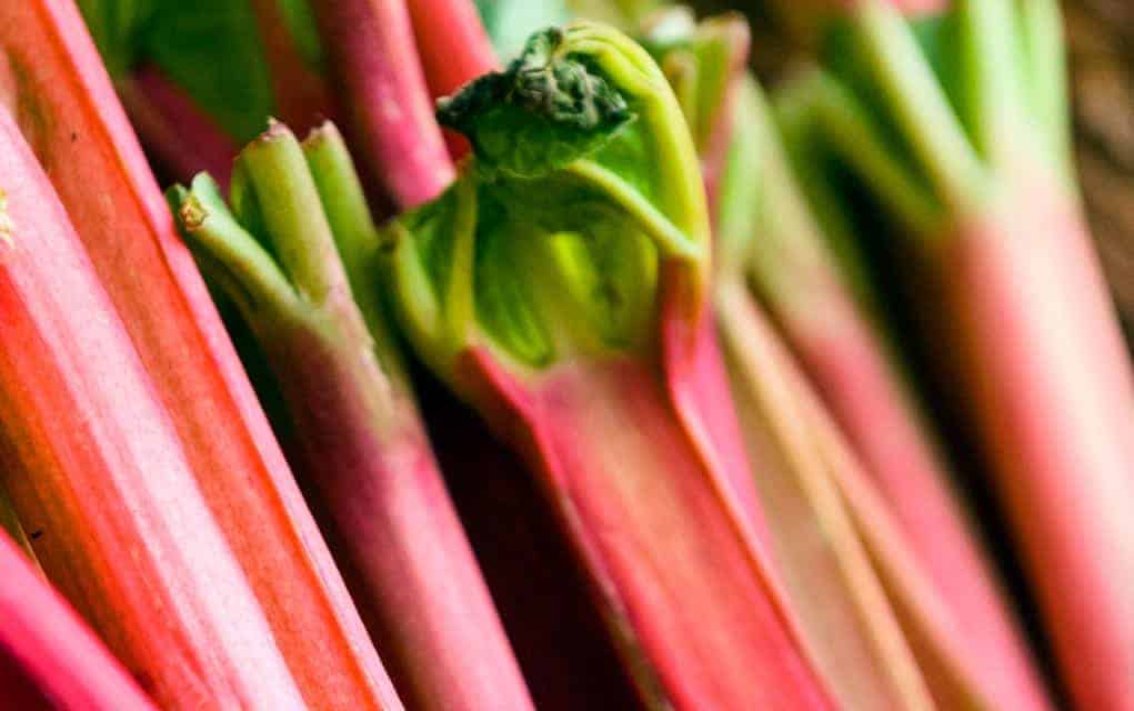 Rhubarb the start of the local growing season