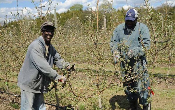 Seasonal workers program celebrates a half decade