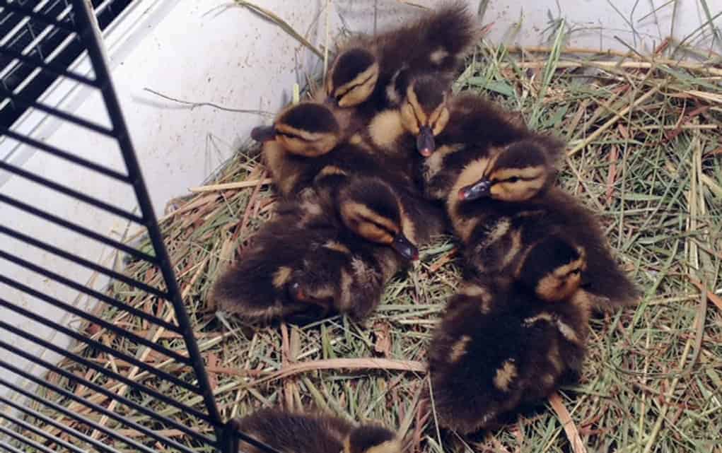 Rehabilitator leads a real wild life