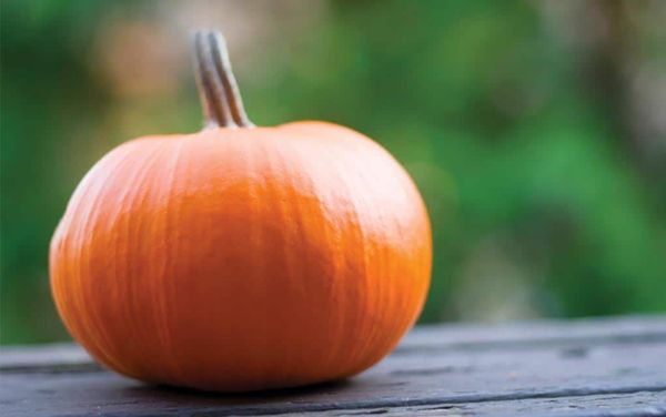 Giving into a taste of fall flavours