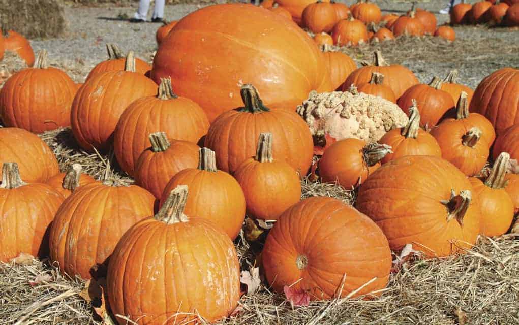 A quick bread that will be eaten even quicker