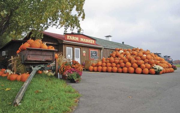 Whether for decorative jack-o-lanterns or tasty treats such as pies, pumpkins are front and center