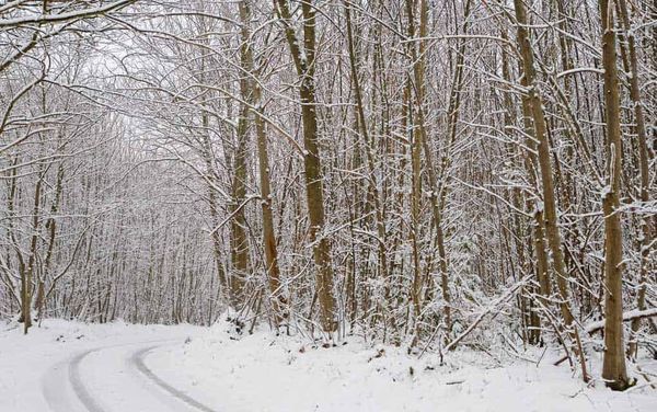 Rest of winter likely to stay on the mild side