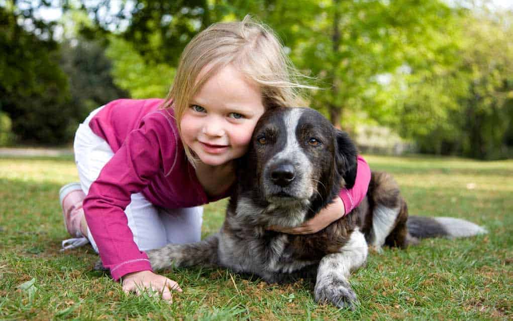 Local MPP reintroduces bill in support of service dogs for students