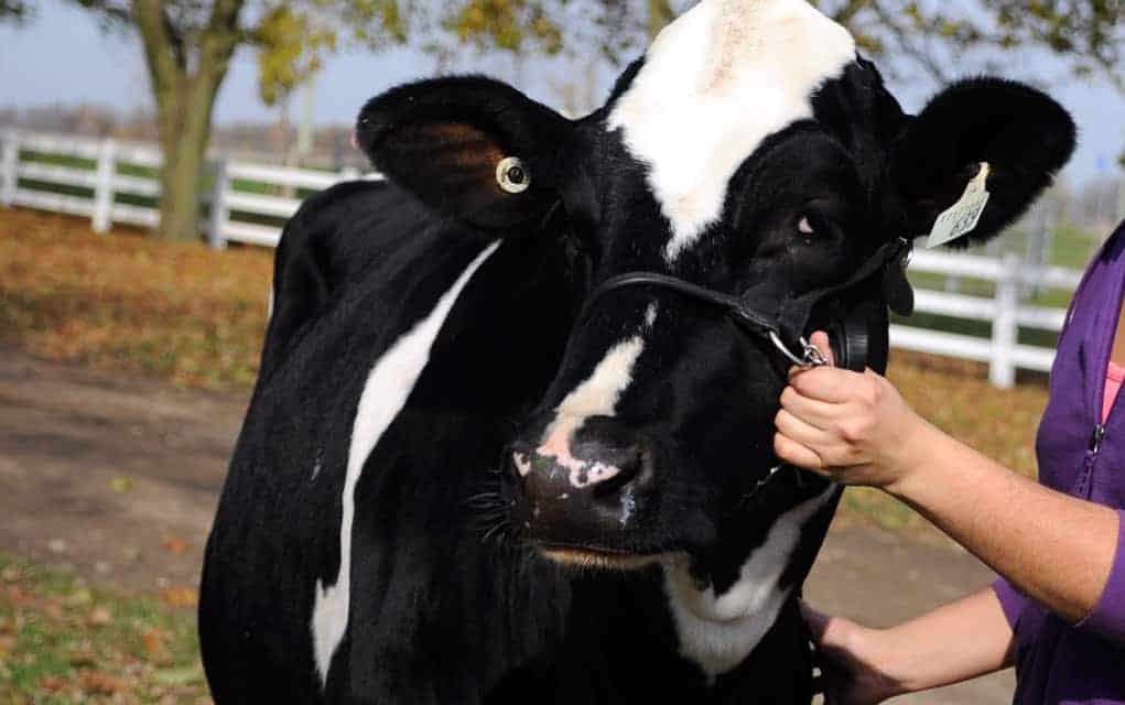 Heifer sale an enduring tradition in support of Ontario Mennonite relief efforts overseas