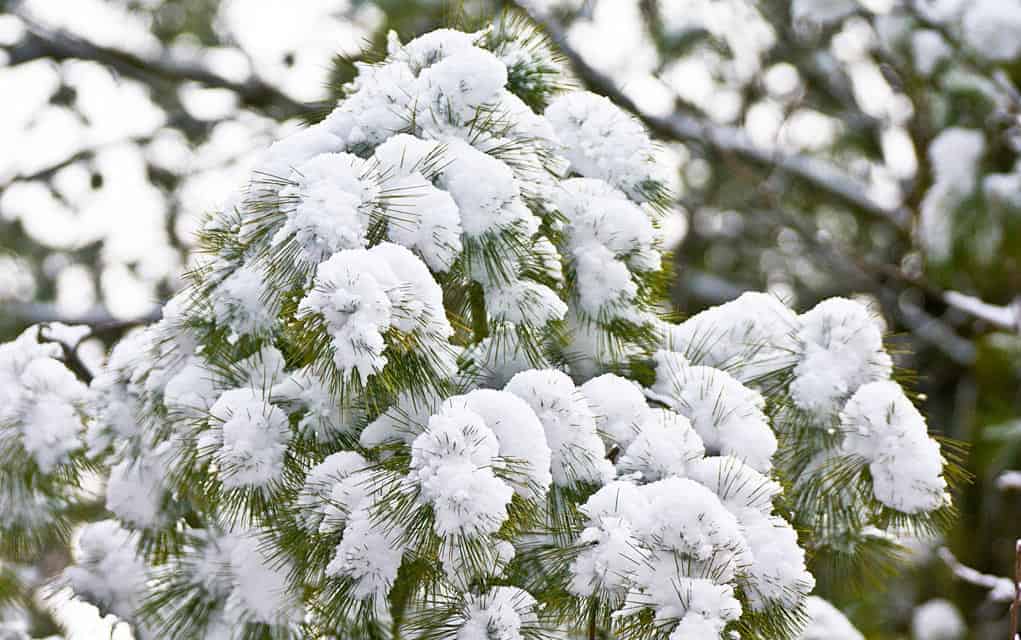 Spring forecast is looking good, but don’t put away those shovels just yet