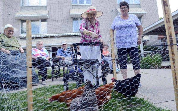 Four hens now onsite provide a fun outlet for residents at Chartwell Elmira retirement facility