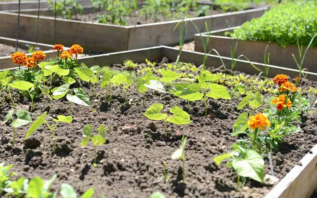 Woolwich Community Services community gardens program provides space for those who may have little lawn available, or none at