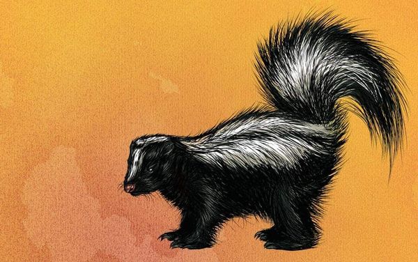 Second case of rabies found near Wallenstein as province rolls out vaccine-dropping program