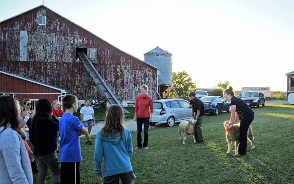 Waterloo 4-H Sheep Club members get a few pointers in looking after and presenting their animals