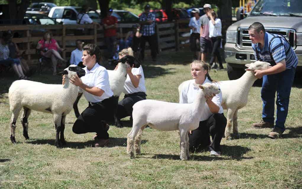A staple of the Drayton Fair, participants showed off their sheep at the last year’s event.