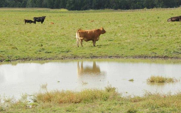 Wellesley approves drainage improvements at Manser Road and Schummer Line