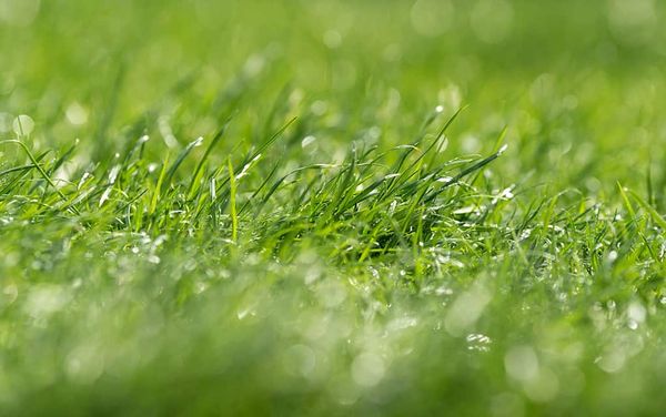 Wet weather delays maintenance, use of sports fields