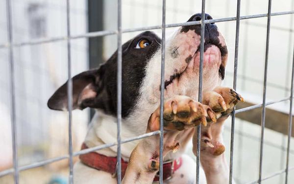 Kennel application sparks Wellesley council debate about the place of dog breeders in the township