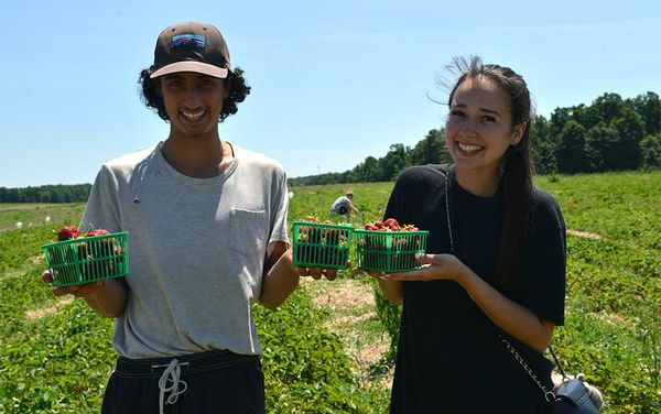 Getting down to the business of enjoying strawberry season: fresh and local