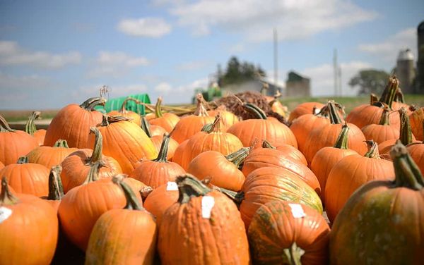 Strong farm yields come on the back of a warm, wet summer