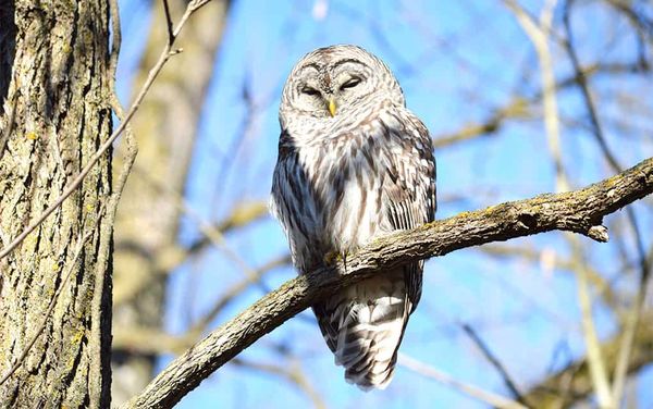 The bird is the word, and the word is out