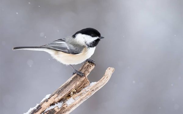 Lending a hand in feeding the chickadees