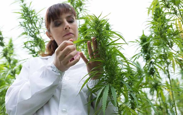 Woolwich opts in to province’s plan to allow retail cannabis location in twp.