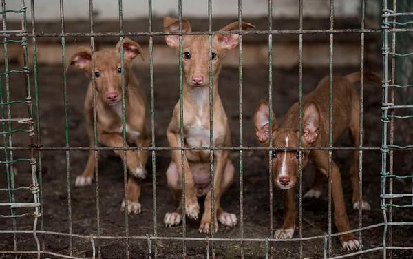 Woolwich approves kennel for Elmira; neighbour supports venture