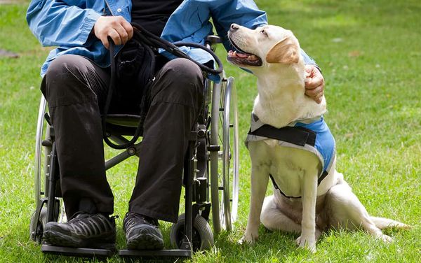 Woolwich approves expansion at Lions Foundation dog guides kennel in Breslau