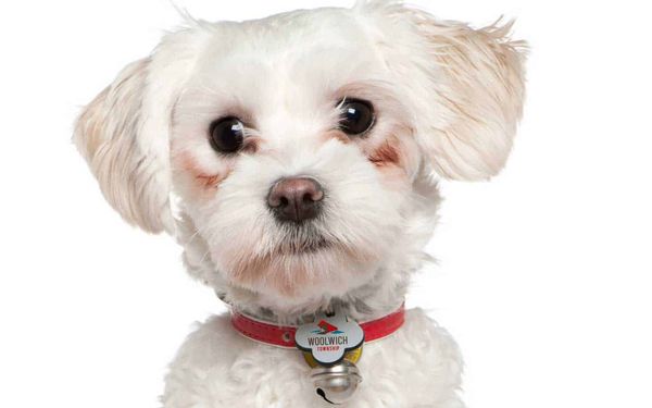 Woolwich looks to boost dog-tag numbers