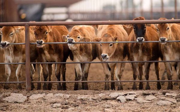 Agri-food businesses get financial boost from feds, province