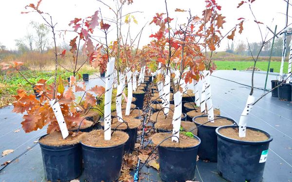 New watering system is powered by the sun