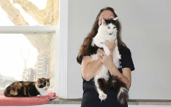 Local cat adoption organization in need of support