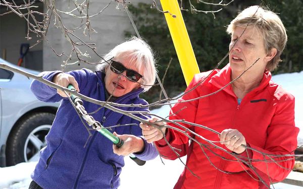 COVID-19 affects Trees for Woolwich planting and care events