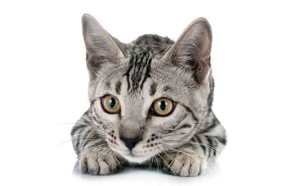 Pet adoptions on the rise during lockdown