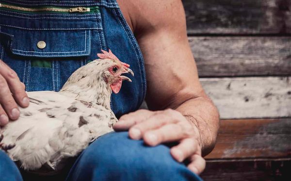 Woolwich looks at making it easier to keep chickens in residential areas