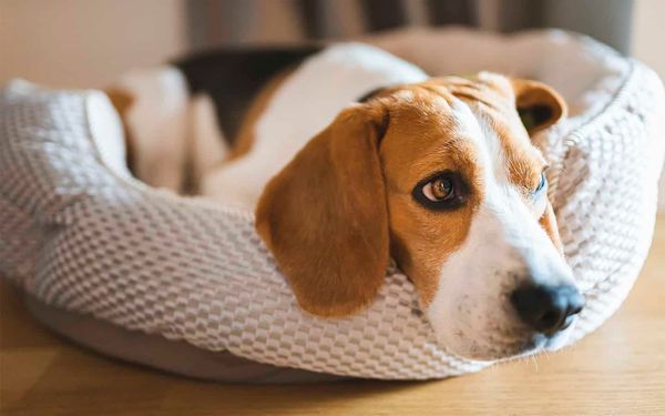 Holiday fireworks can have a big impact on our pets