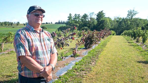 Demand drives Ontario hazelnut industry