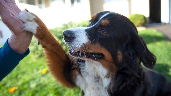 Doggedly determined to spread some joy