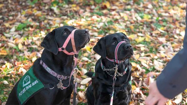 Going beyond puppy love