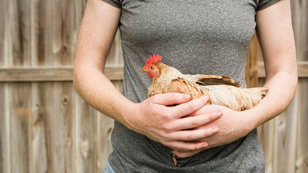 First step taken in Woolwich to consider allowing backyard chickens