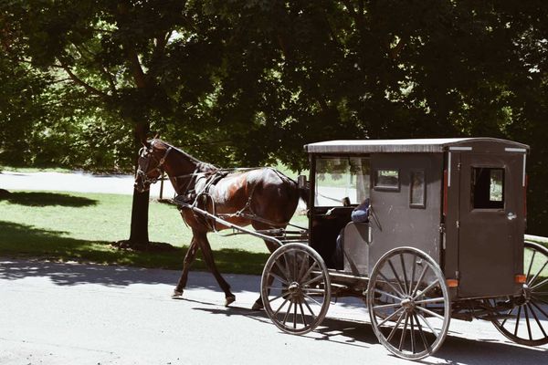 Amish horse and buggy 💲