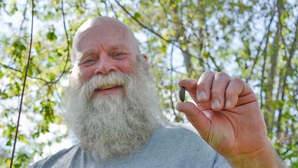 Gypsy moths an issue again