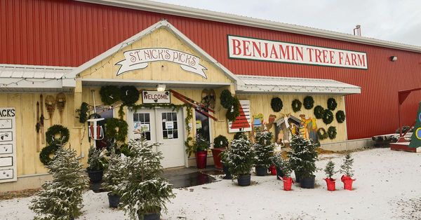 Real trees are in real short supply