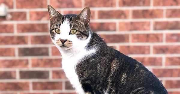 Making himself at home all over town