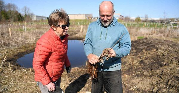 Turning Woolwich green, one sapling at a time
