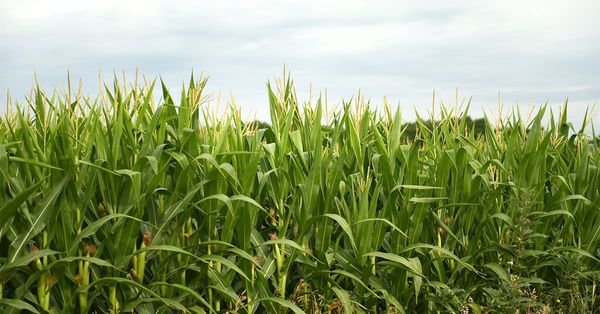 Critics take aim at Ottawa’s fertilizer-use plan