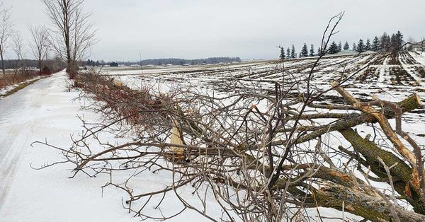 Trees felled near Elmira part of trail maintenance