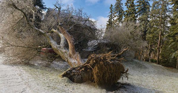 Resident blames township as tree crashes on house