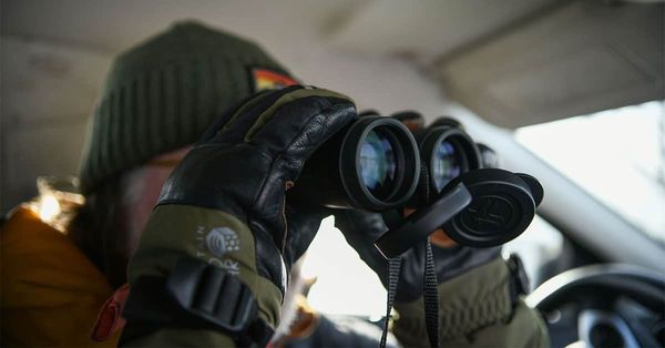 Suffering the cold in pursuit of snowies