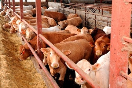 Agreement sees beef importers subject to same levy as locals