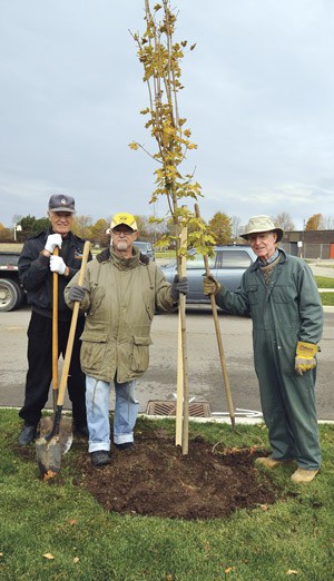 Kiwanis volunteers Walt Irisson, John Chapman and Jim Stewart set out in the rain and windy weather on the morning of Oct. 24 to plant trees in the grassy areas along Mockingbird Drive in Elmira. Here, they stand with one of the completed plantings. Inset: John Chapman, John Kendall and Walt Irrison spread some dirt to hold the newly planted tree in place.[Liz Bevan / The Observer]