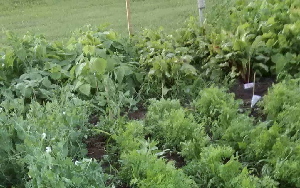                      Growing more than fresh vegetables in Breslau garden                             
                     
